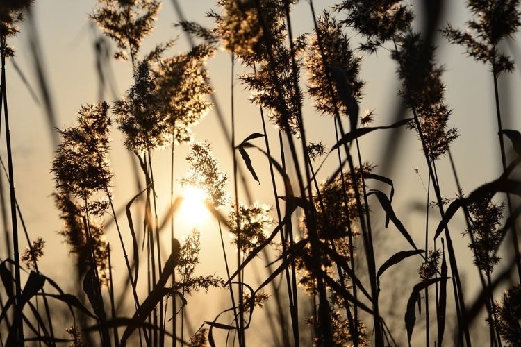 Schilf im warmen Licht der untergehenden Sonne – eine sanfte, natürliche Szene, die Ruhe und Verbundenheit ausstrahlt.