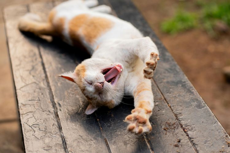 Gähnende Katze im Streckmoment – Ausdruck purer Entspannung und Selbstregulation