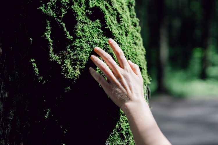 Hand berührt sanft moosbedeckten Baum – Symbol für achtsame Präsenz und bewusste Berührung