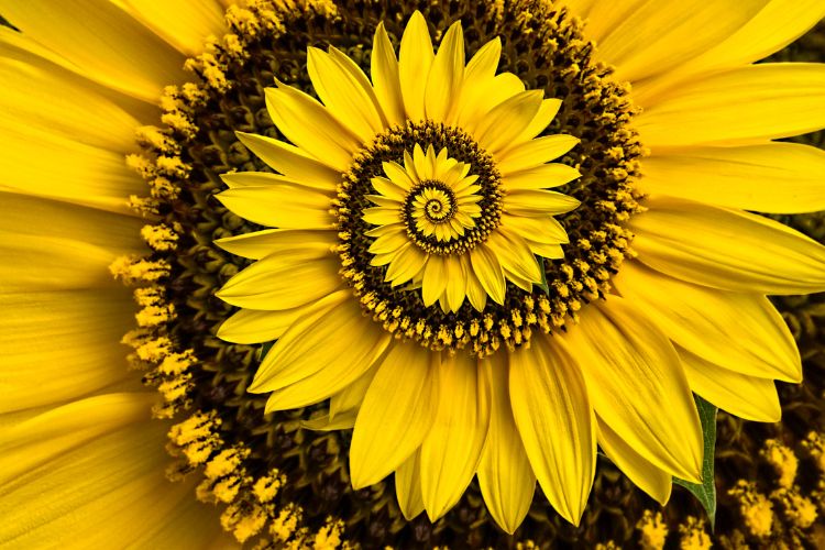 Spiralförmige Sonnenblume als Symbol für die innere Mitte und natürliche Ordnung