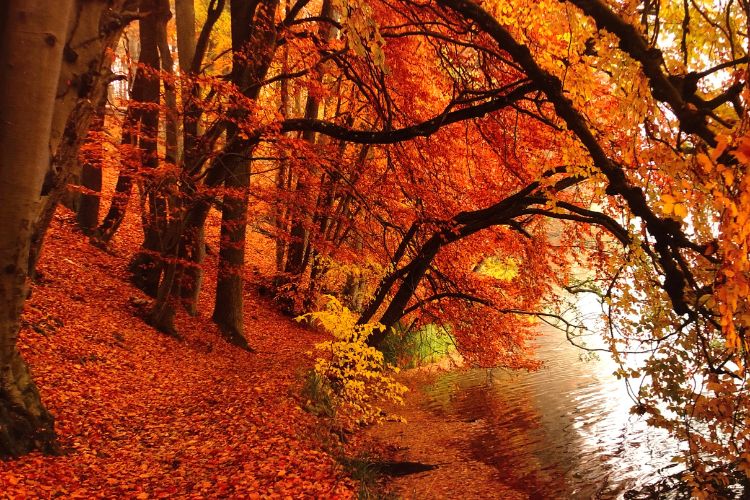 Herbstwald mit leuchtend roten und goldenen Blättern am Ufer eines Sees